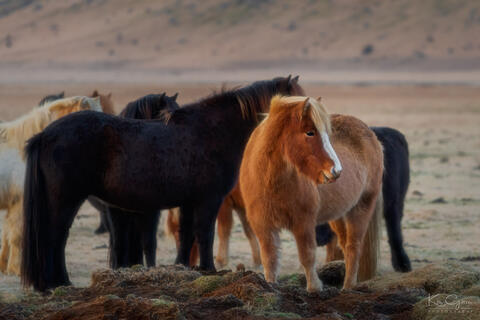 Horses roaming in Southern Iceland.