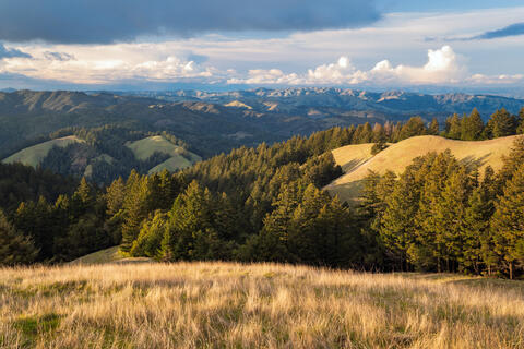 Mount Tamalpais in Marin County with rolling hills, forested slopes, and layered ridgelines