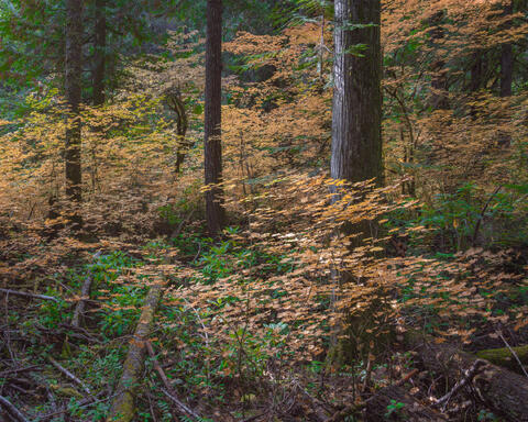 Trees and foliage showing fall colors in Umpqua National Forest in Southern Oregon