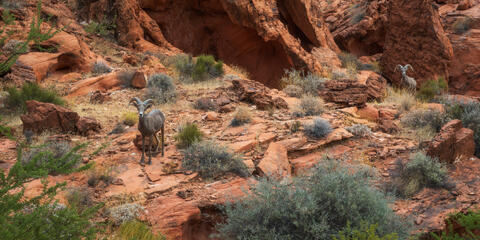 Two big horn sheep tread carefully near visitors at Valley of Fire State Park in Southern Nevada.