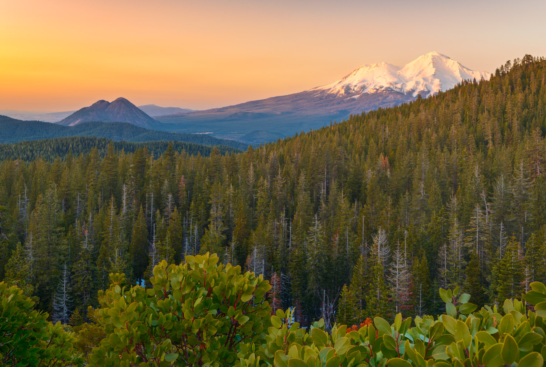 Evening Glow Foreground of Shasta-Trinity National Forest with back ground of Mount Shasta and Black Butte.