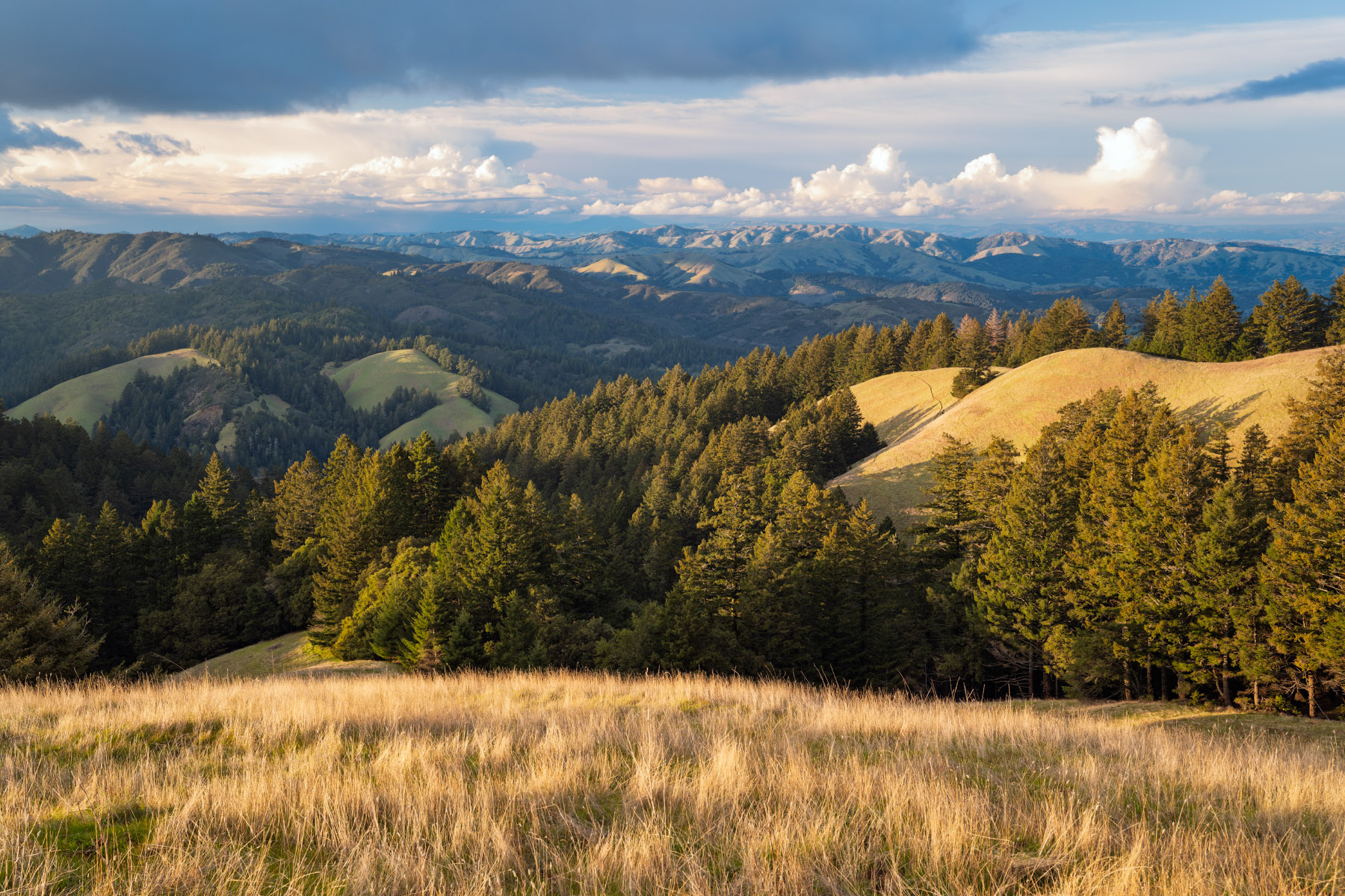 Grazing In The Grass Mount Tamalpais in Marin County with rolling hills, forested slopes, and layered ridgelines