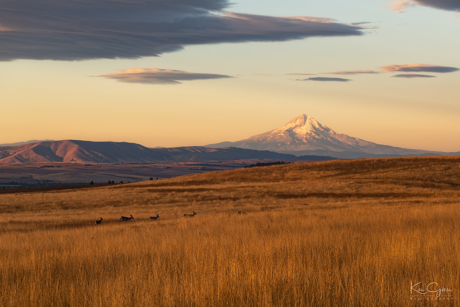 Mount hood and a family of deer in Central Oregon.